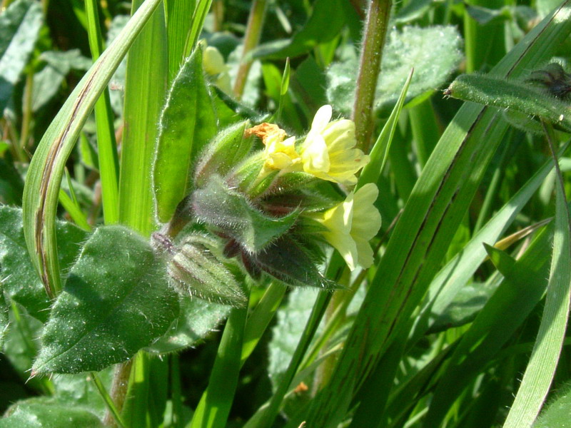 Nonea lutea / Nonnea gialla