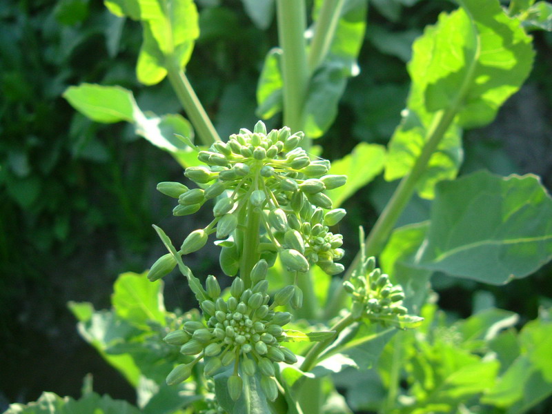 Pianta verde 1 - Brassica  cfr. oleracea