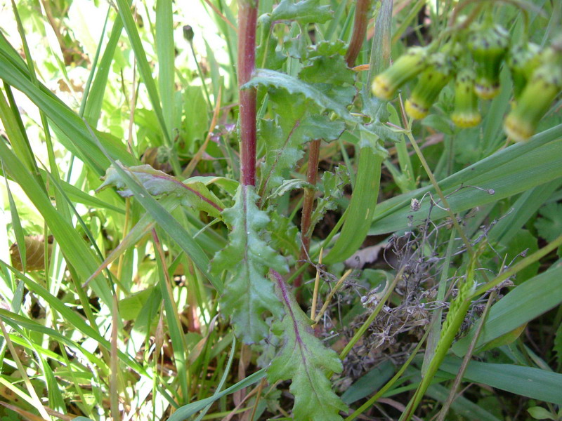 Senecio vulgaris / Senecione comune