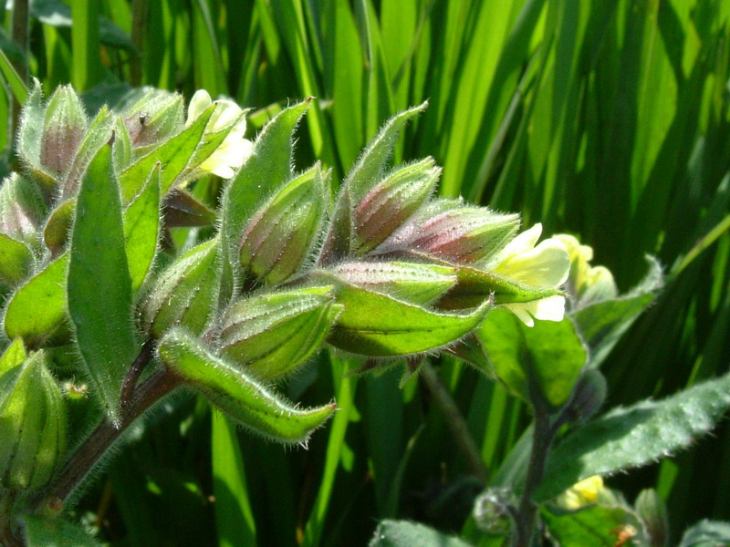 Nonea lutea / Nonnea gialla