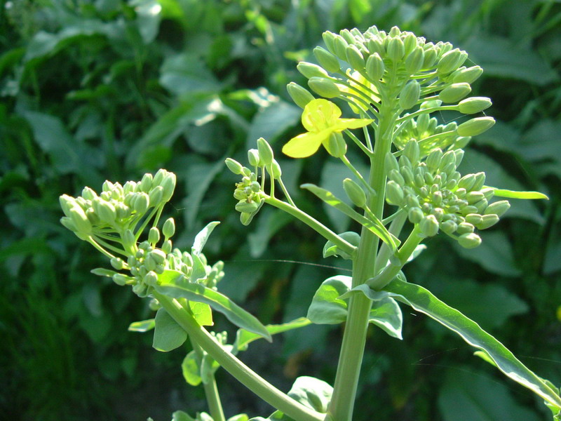 Pianta verde 1 - Brassica  cfr. oleracea