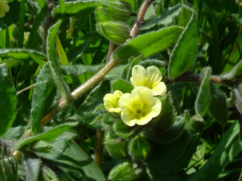 Nonea lutea / Nonnea gialla