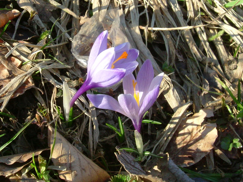 Crocus......variabilit