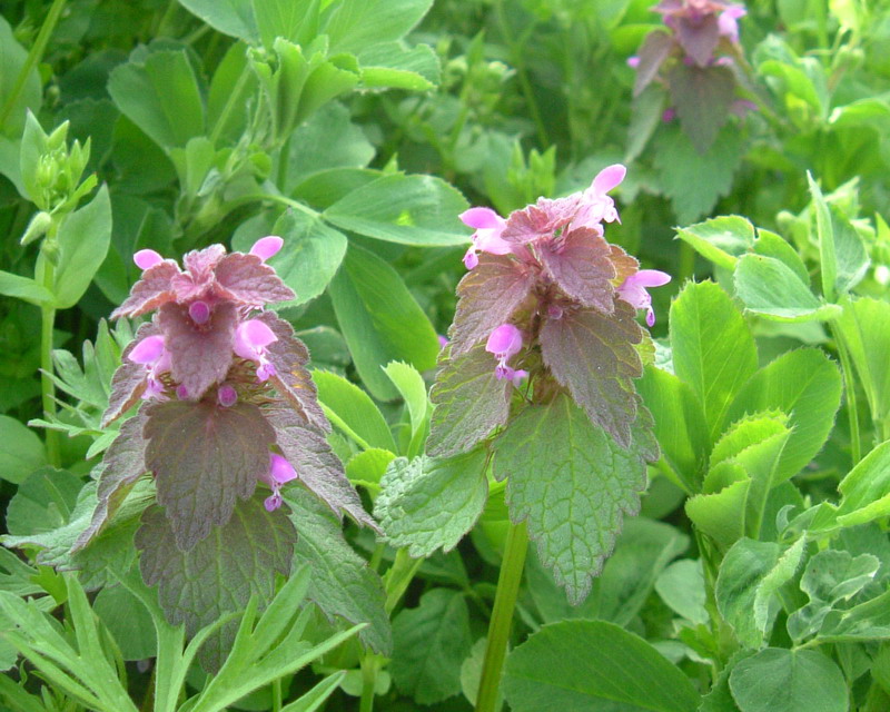 Lamium purpureum / Falsa-Ortica purpurea