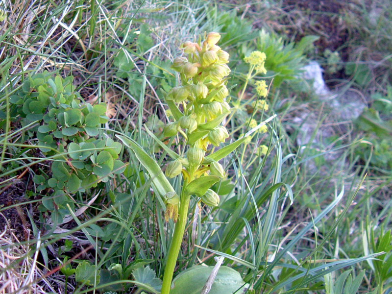 Coeloglossum viride