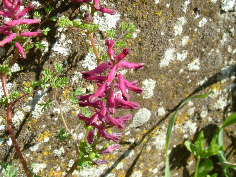 Fumaria officinalis