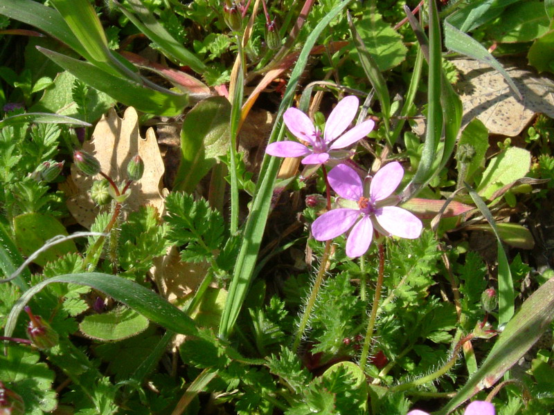 Fiori a Canossa 4 Erodium acaule