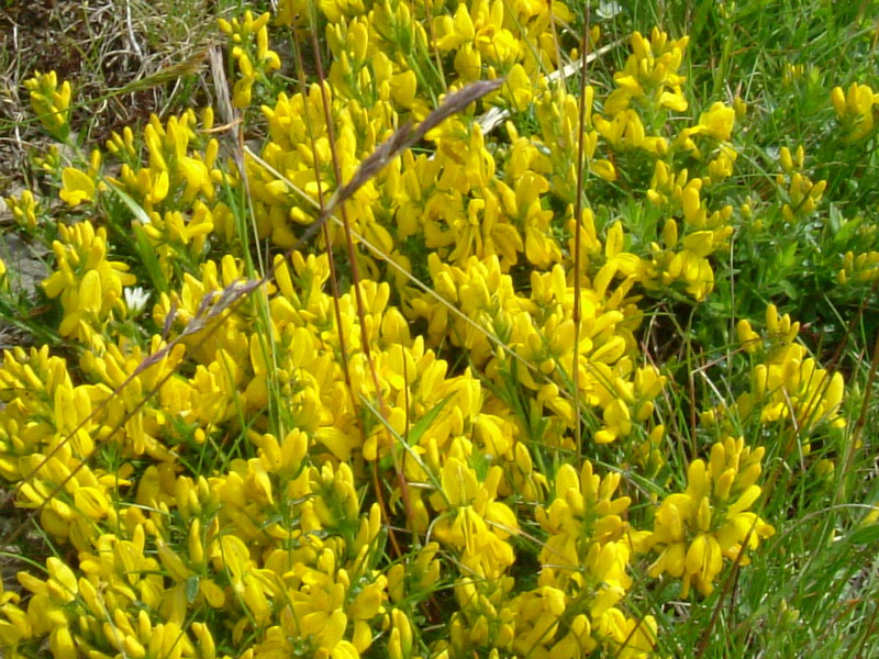 Genista