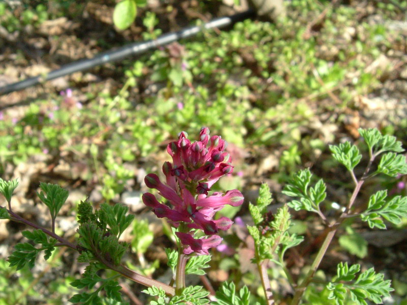 Fumaria officinalis