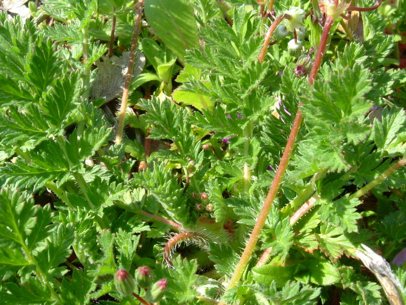 Fiori a Canossa 4 Erodium acaule