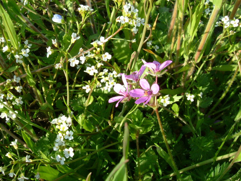 Erodium cicutarium / Becco di gr comune