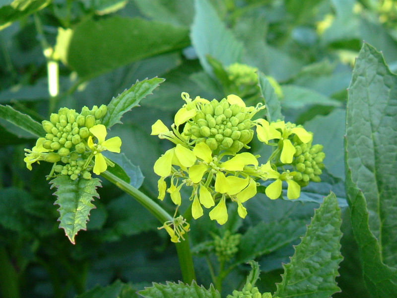 Pianta verde 2 - Brassica cfr. rapa