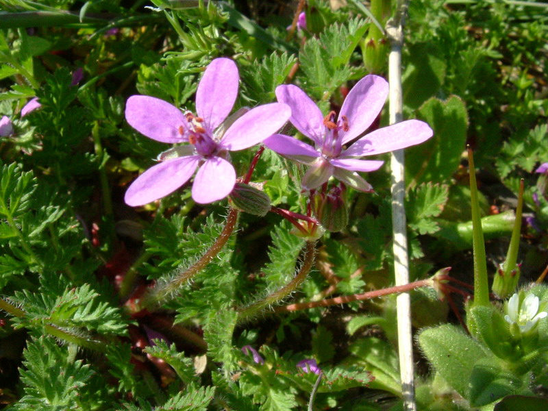 Fiori a Canossa 4 Erodium acaule