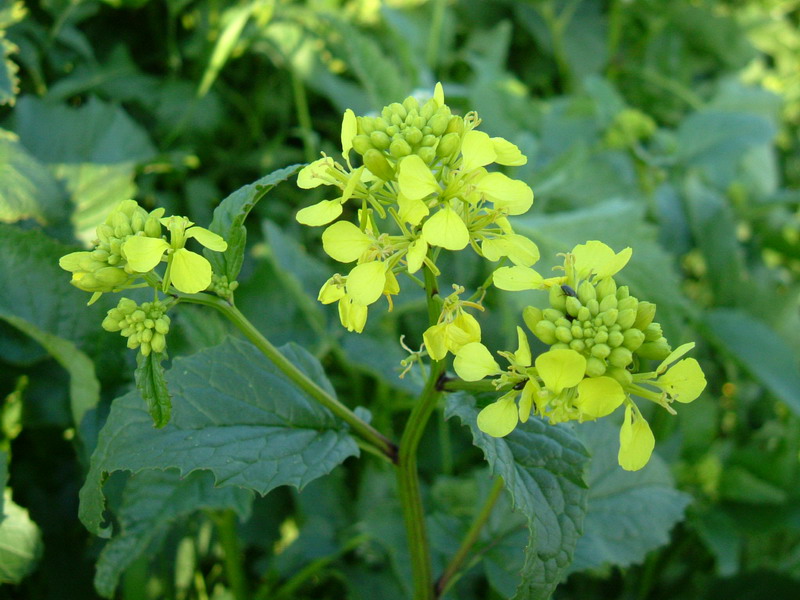 Pianta verde 2 - Brassica cfr. rapa