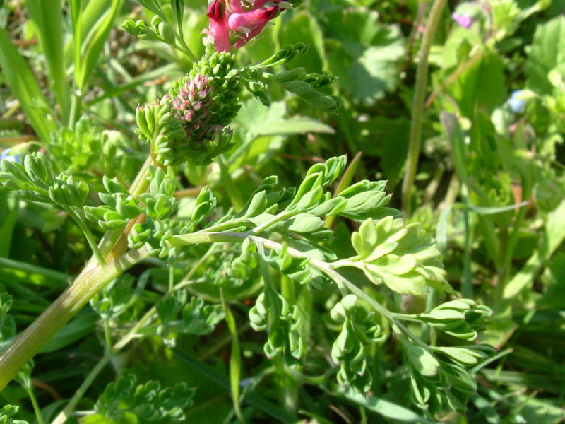 Fumaria officinalis