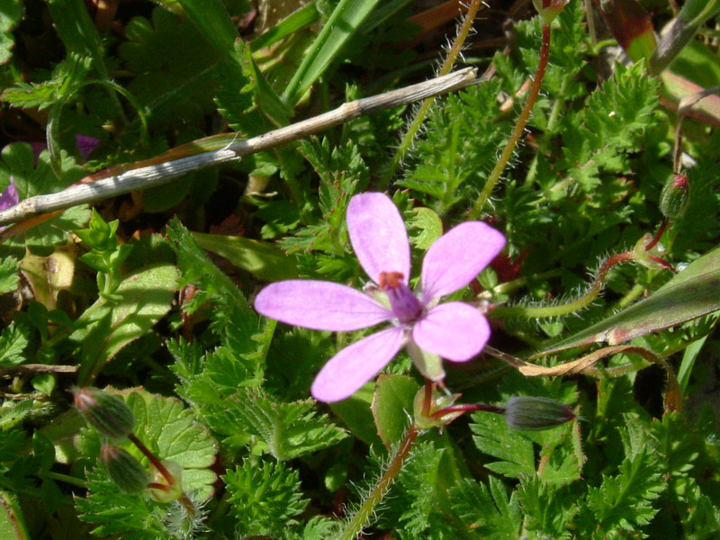 Fiori a Canossa 4 Erodium acaule