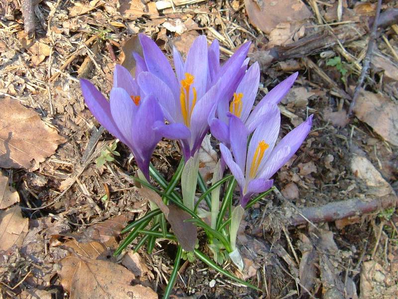 Crocus......variabilit