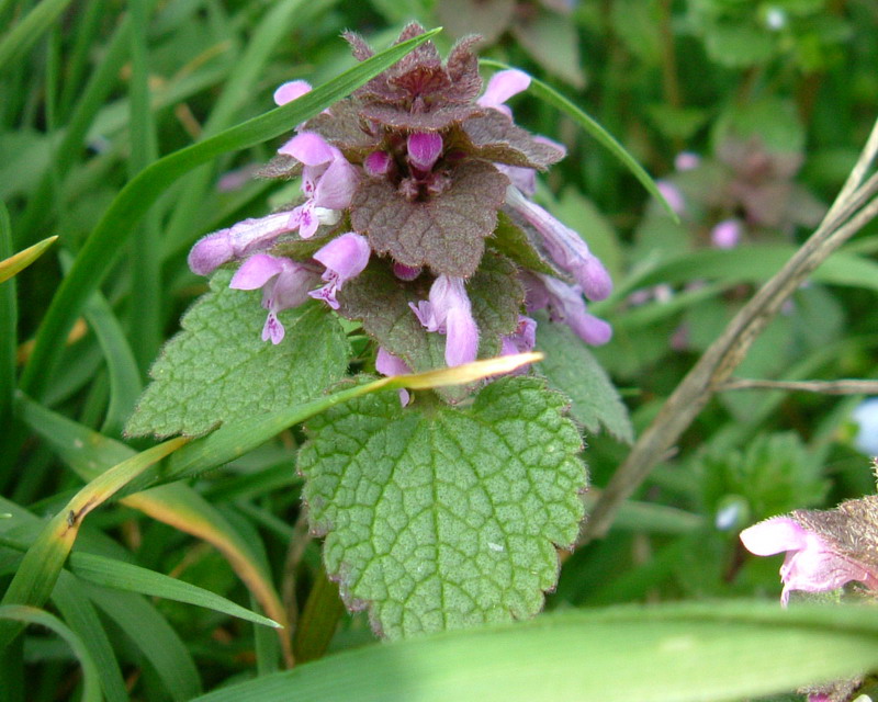 Lamium purpureum / Falsa-Ortica purpurea