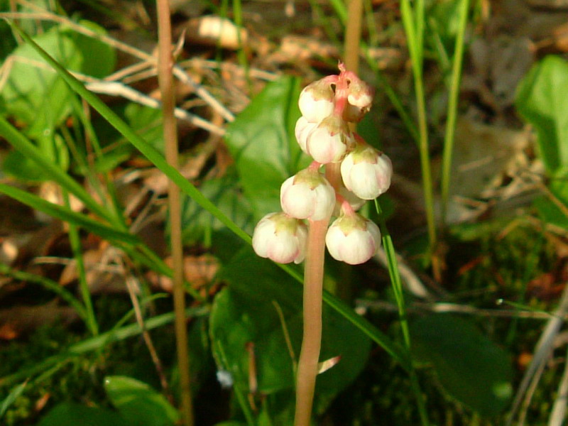 Pyrola minor / Piroletta minore
