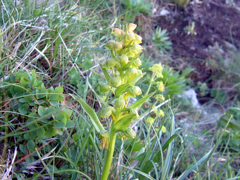 Coeloglossum viride