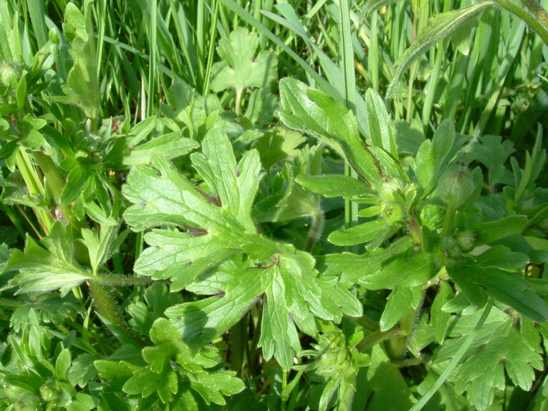 Ranunculus