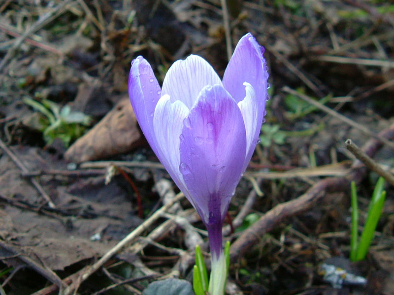 Crocus......variabilit
