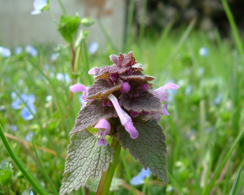 Lamium purpureum / Falsa-Ortica purpurea