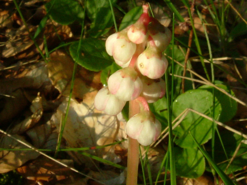 Pyrola minor / Piroletta minore
