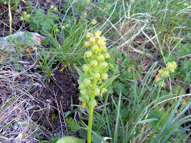 Coeloglossum viride