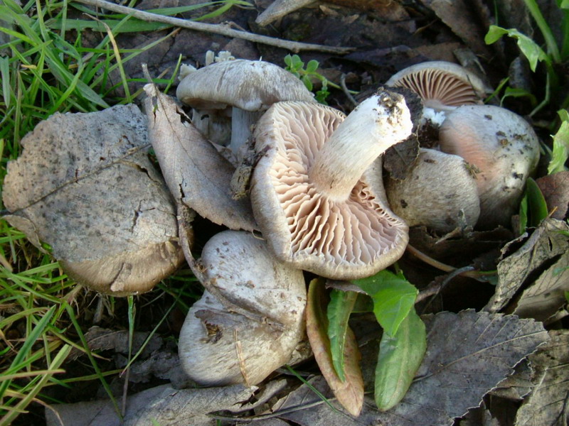 Entoloma???