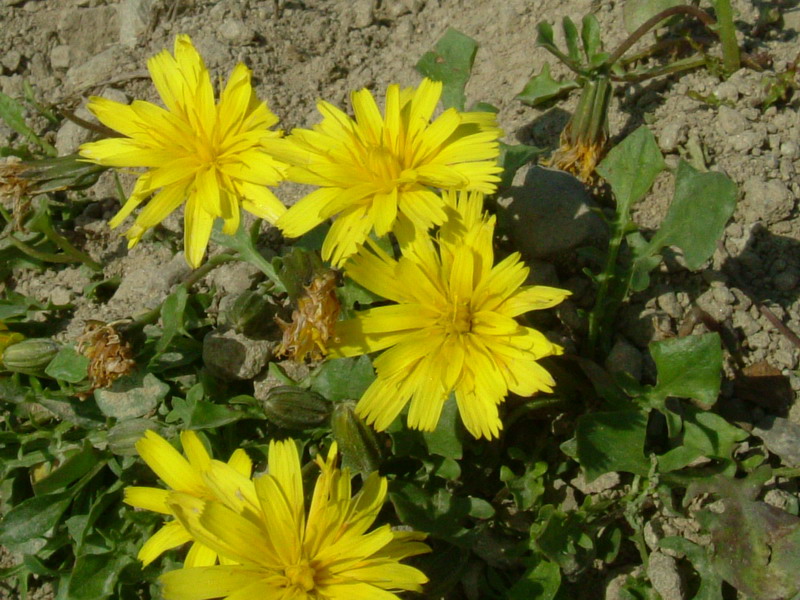 Robertia taraxacoides / Costolina appenninica