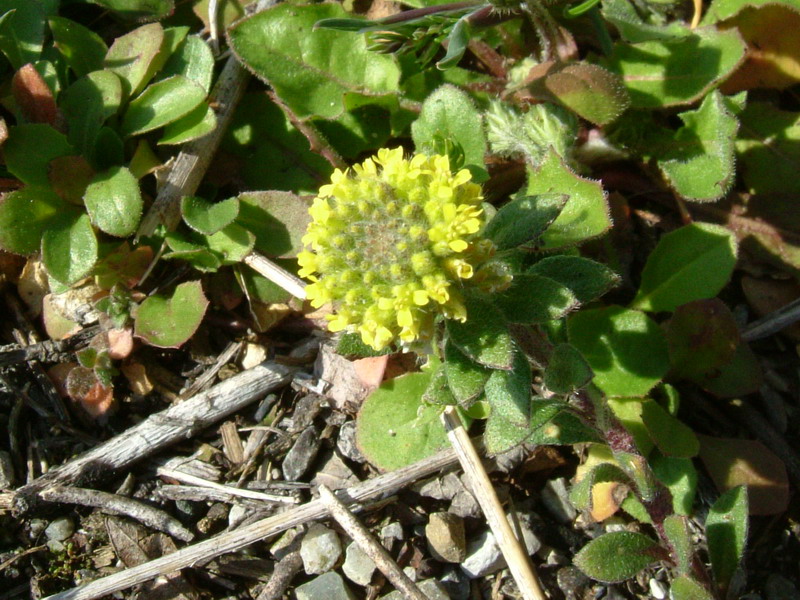 Fiori a Canossa 2 - Alyssum sp.