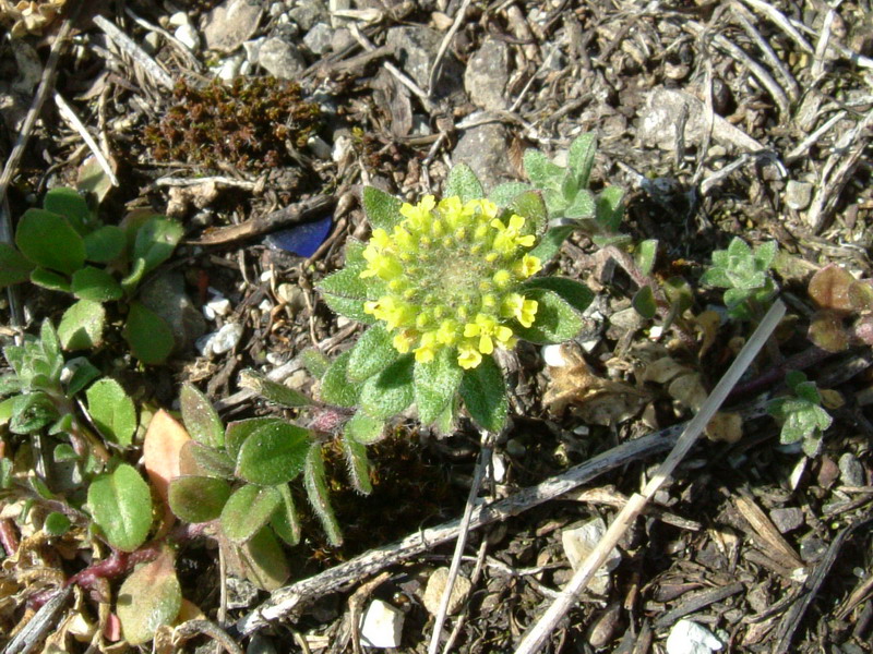 Fiori a Canossa 2 - Alyssum sp.