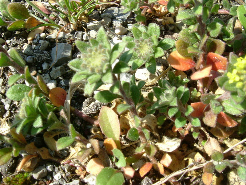 Fiori a Canossa 2 - Alyssum sp.
