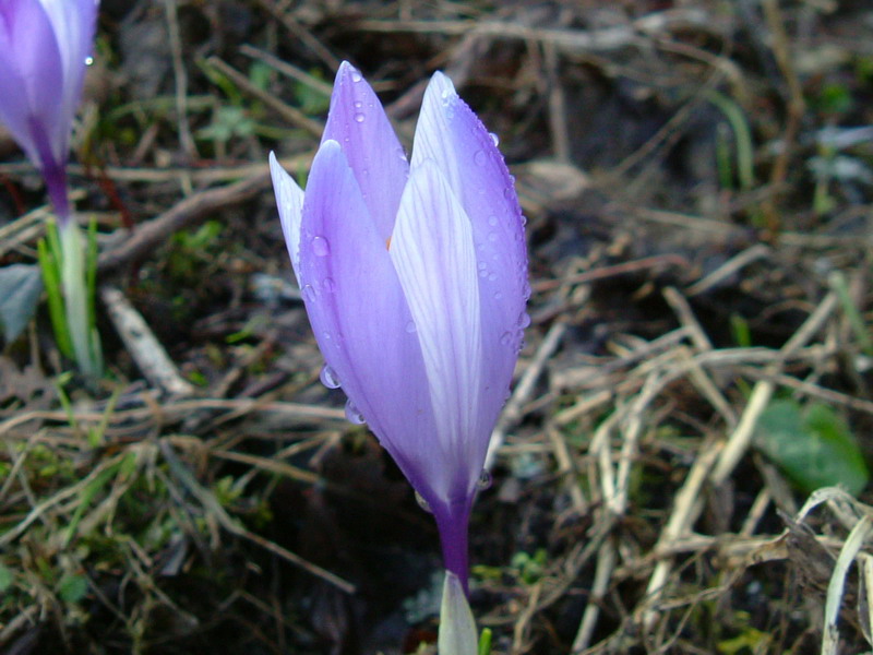 Crocus......variabilit