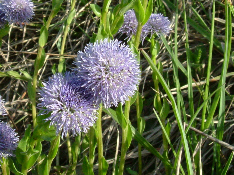 Globularia punctata