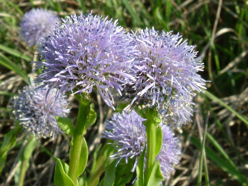 Globularia punctata
