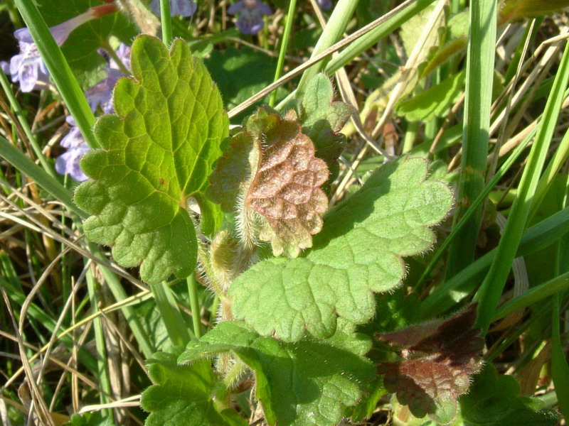Glechoma hederacea / Edera terrestre