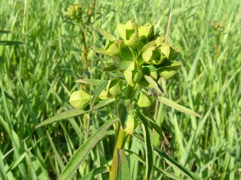 Euphorbia di ambienti umidi