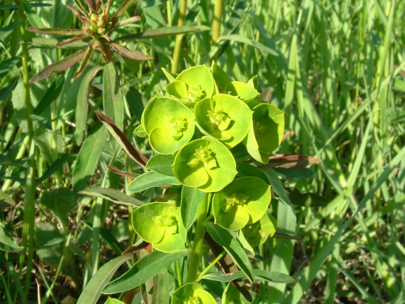 Euphorbia di ambienti umidi