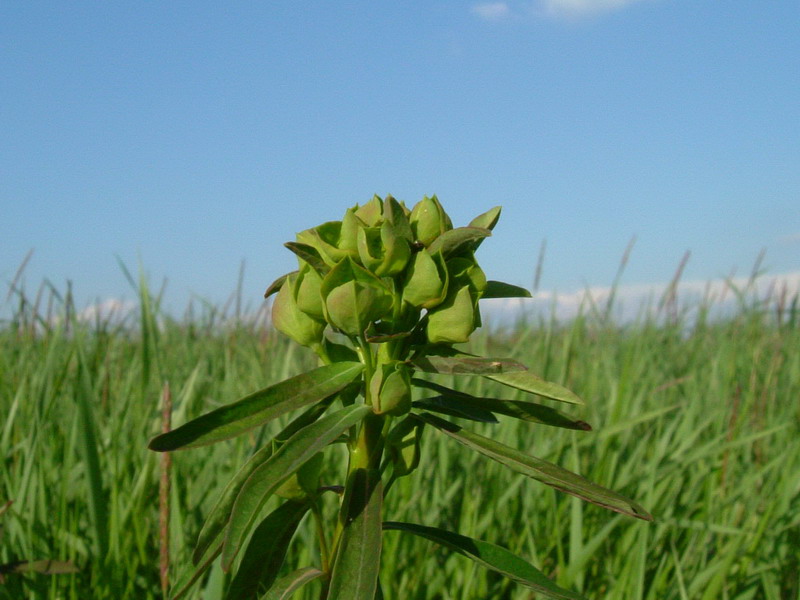 Euphorbia di ambienti umidi