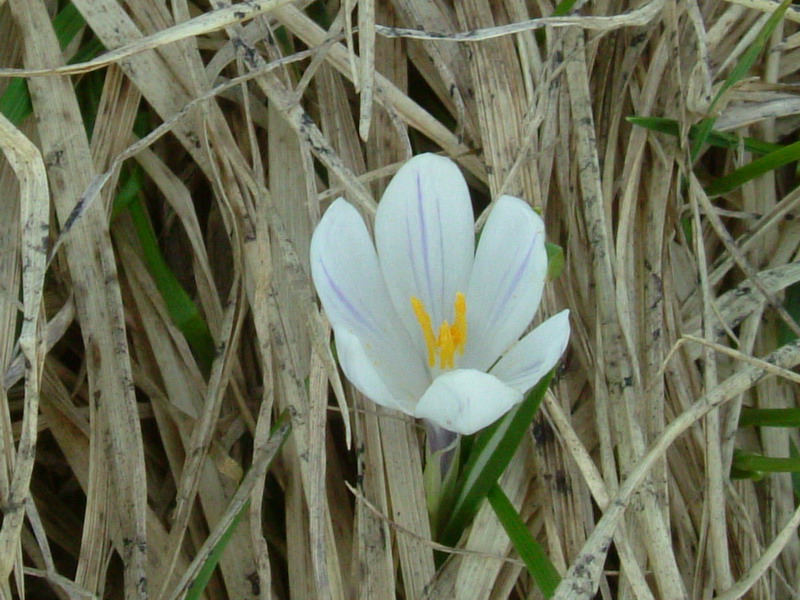 Crocus......variabilit