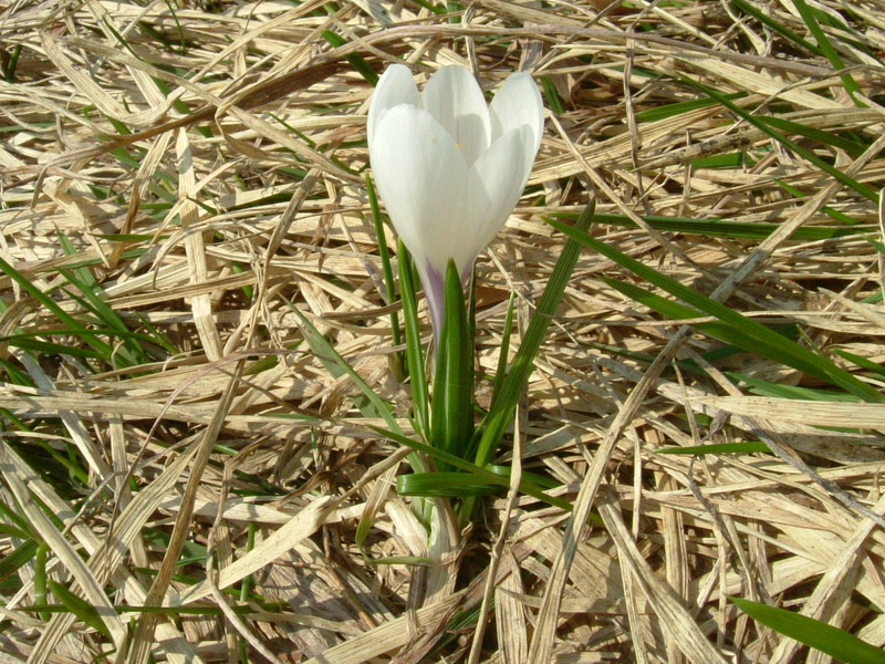 Crocus......variabilit