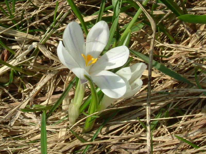 Crocus......variabilit