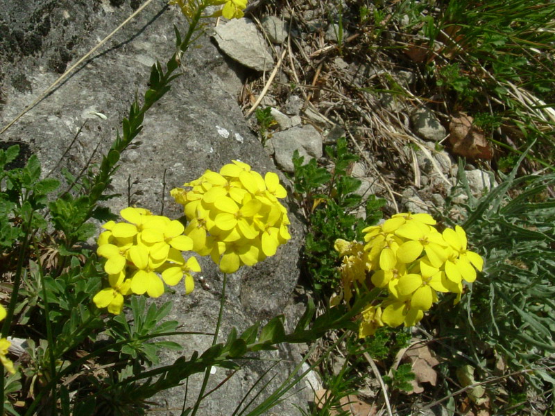 Alyssoides utriculata / Vesicaria maggiore