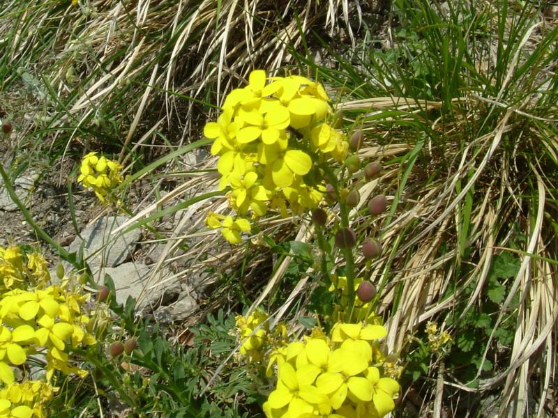 Alyssoides utriculata / Vesicaria maggiore