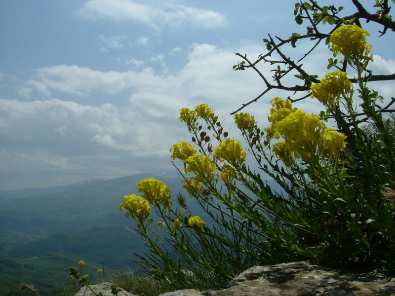 Alyssoides utriculata / Vesicaria maggiore