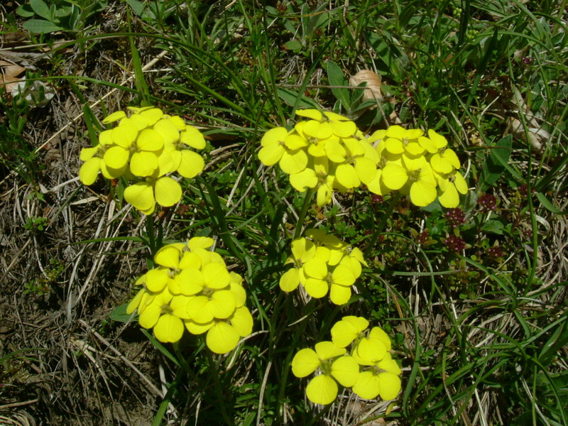 Alyssoides utriculata / Vesicaria maggiore