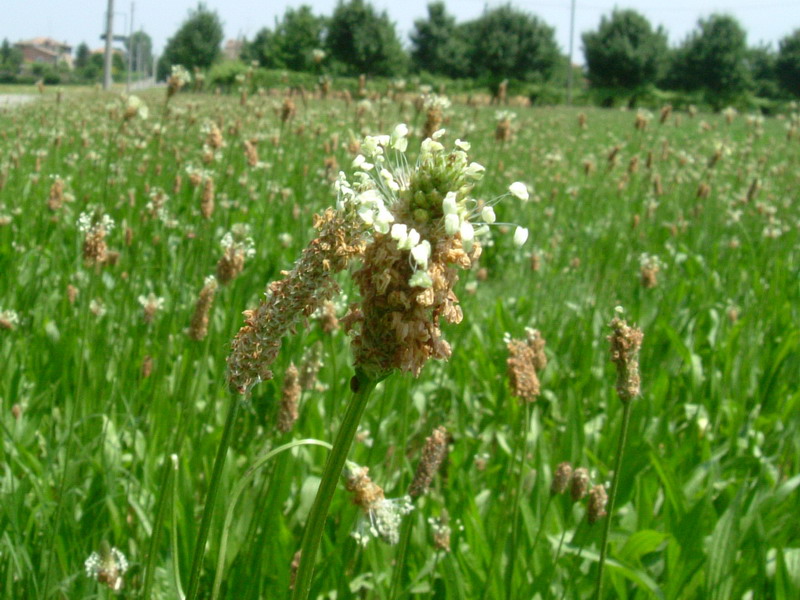 Plantago lanceolata / Piantaggine minore