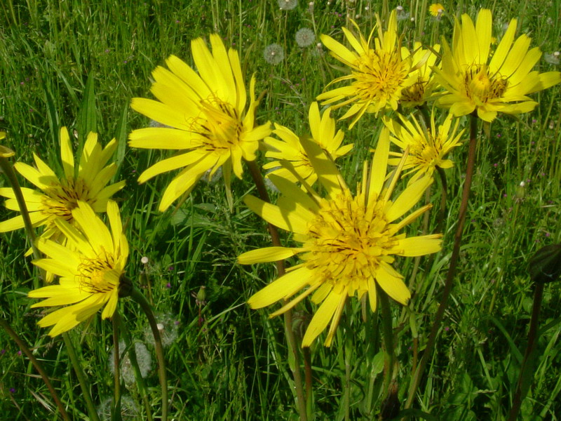 Tragopogon pratensis / Barba di becco comune